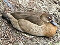 Amazonetta brasiliensis-female