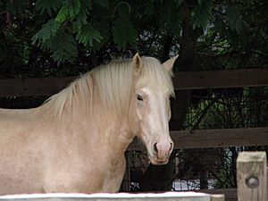 American Cream Draft Horse1