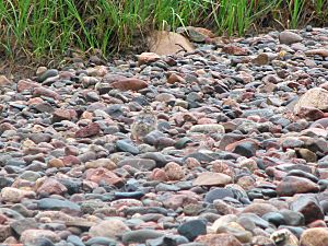 Arctic tern chick