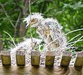 Baby Yellow Crowned Night Heron