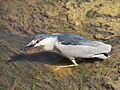 Black-crowned Night Heron Arches NP