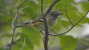 Blue-headed Vireo (8469077027)