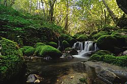 Bosque de Muniellos 01