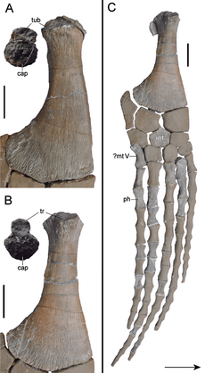 Brancasaurus limbs