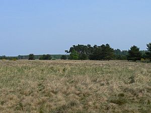 Breckland Heath-Grassland Ecosystem - geograph.org.uk - 415793