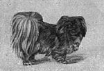 Chinese Spaniel 1903