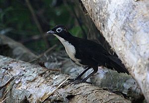 Chowchilla Orthonyx spaldingii (male)