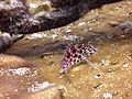 Coral Hawkfish 