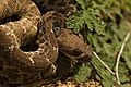 Crotalus-ruber