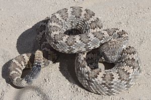 Crotalus stephensi.JPG