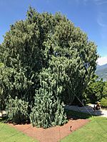 Cupressus cashmeriana on Isola Madre