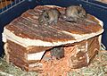 Degu pups