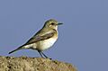 Desert Wheatear AMSM5567