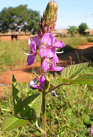 Desmodium intortum (25627687435).jpg