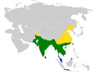 Dicrurus macrocercus distribution map.png