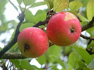 Discovery apples