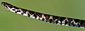 Eastern milk snake