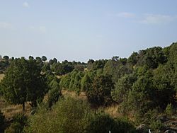 Enebral de Hoyo de Manzanares