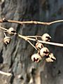 Eucalyptus camaldulensis - fruit