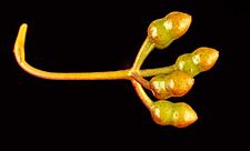 Eucalyptus cerasiformis buds