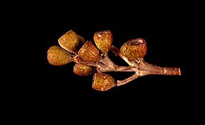 Eucalyptus x brachyphylla fruit