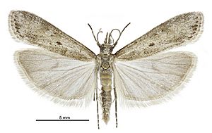 Eudonia leptalea male.jpg