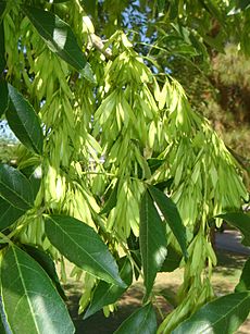 Fraxinus-velutina-20080402