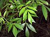 Fraxinus caroliniana foliage.jpg