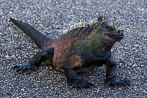 Galapagos Iguana 02.jpg