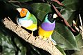 GouldianFinches