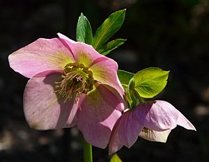 Helleborus orientalis, blossom