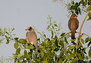 Hypocolius ampelinus pair.JPG