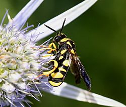 IC Leucospis gigas