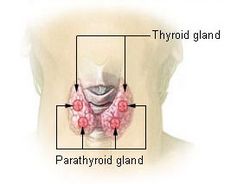 Illu thyroid parathyroid.jpg