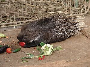 Indian Crested Porcupine