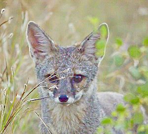 Indian Fox 2 at Rajkot