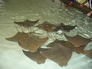 JohnBallZooStingrays