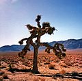 Joshuatree