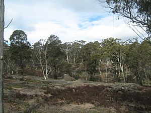 Kanangra-Boyd National Park near Boyd River