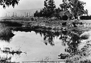 LaBrea-tarpits-1910