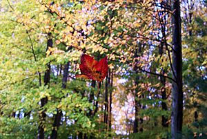 Leaf suspended in spider web