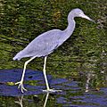 Little blue heron, Egretta caerulea