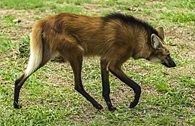 Lobo Guará andando