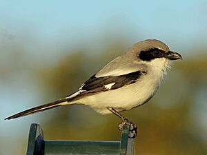 Loggerhead Shrike florida RWD6