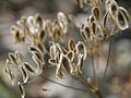 Lomatium-grayi--mature-seeds 8974240792 o 2