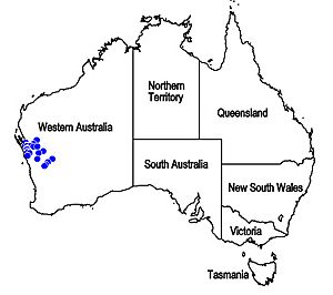 Map.Dicrastylis linearifolia.jpg