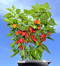 Mature Carolina Reaper (2017)