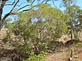 Melaleuca monantha