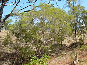 Melaleuca monantha.JPG