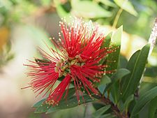 Melaleuca pyramidalis (flowers) 01